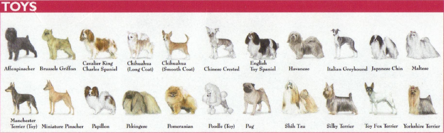 Как переводится пород. Английские породы собак. Породы собак на английском языке. Породы собак по английскому языку. Породы собак на английском языке с переводом.